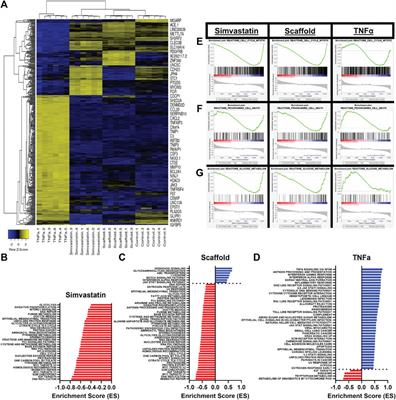 Basement Membrane of Tissue Engineered Extracellular Matrix Scaffolds Modulates Rapid Human Endothelial Cell Recellularization and Promote Quiescent Behavior After Monolayer Formation